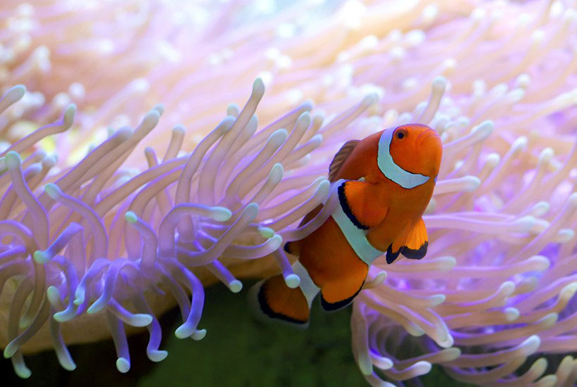 Clownfish in the Great Barrier Reef, Whitsunday islands, Australia